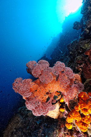 A beautiful picture of an healty coral reef
