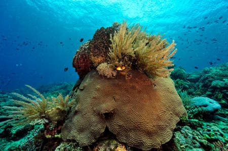 A beautiful picture of an healty coral reefの写真素材