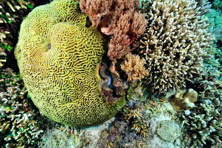 A beautiful picture of an healty coral reef