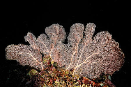 A beautiful picture of an healty coral reefの写真素材