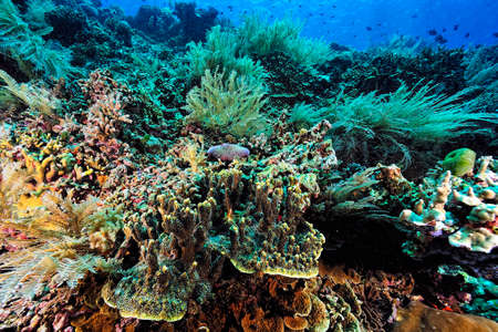 A beautiful picture of an healty coral reefの写真素材