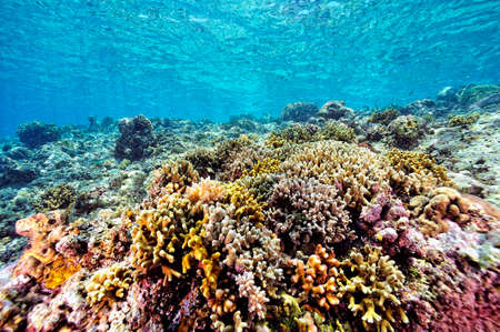 A beautiful picture of an healty coral reefの写真素材