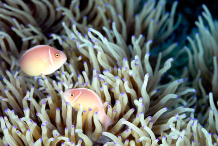 A picture of a beautiful anemone and it's Clown fishの写真素材