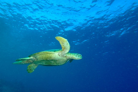 A picture of a lonely turtle in the sea