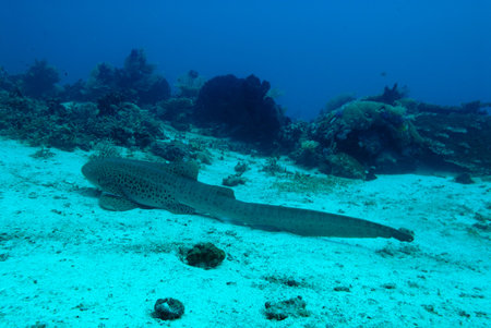 A picture of a leopard shark resting on the bottom