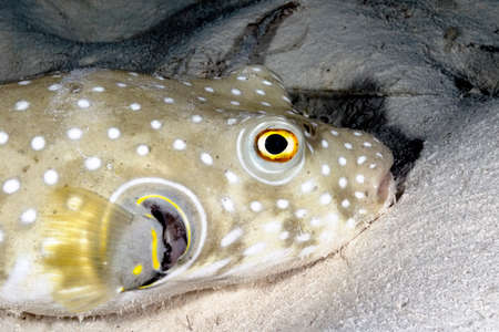 A picture of a nice puffer fish on the bottomの写真素材
