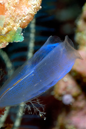 A picture of a beautiful ascidian in the coral reef