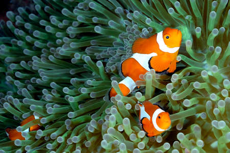 A picture of a beautiful anemone and it's Clown fishの写真素材
