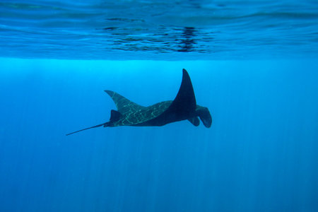 A picture of a beautiful manta swimming in the blue