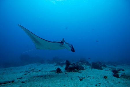 A picture of a beautiful manta swimming in the blue