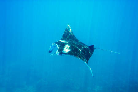 A picture of a beautiful manta swimming in the blueの写真素材