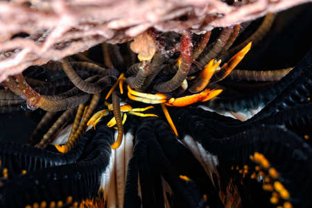 A beautiful picture of a little crinoid squat lobsterの写真素材