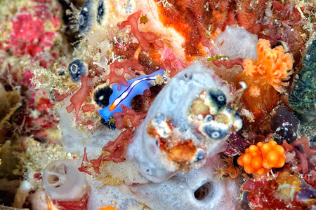 A picture of some beautiful and colored nudibranches