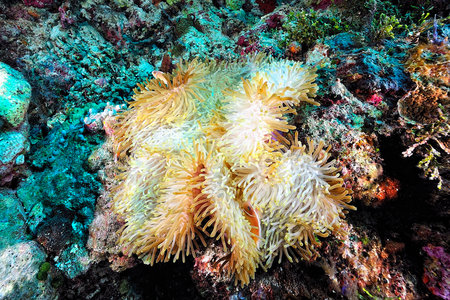 A picture of a beautiful anemone and it's Clown fishの写真素材