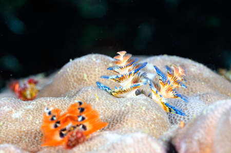 A picture of a colored Christmas tree wormの写真素材