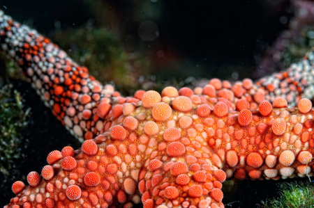 A picture of a beautiful sea star on the bottom