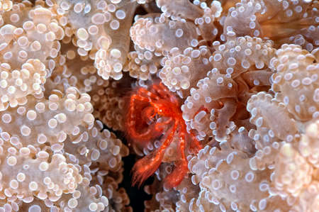 A picture of an hairy orangutang crabの写真素材
