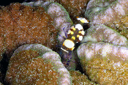 A picture of a beautiful and transparent commensal shrimpの写真素材