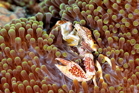A picture of beautiful porcelain crab defending its lairの写真素材