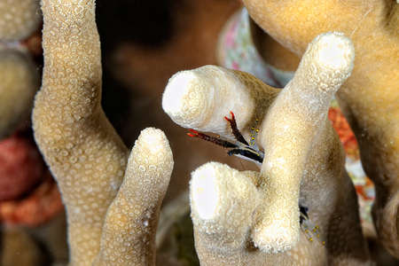 A picture of a beautiful squat lobster in the coralの写真素材
