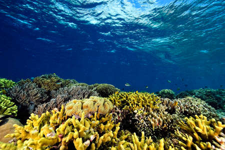 A beautiful picture of an healty coral reefの写真素材