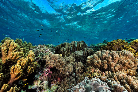 A beautiful picture of an healty coral reefの写真素材