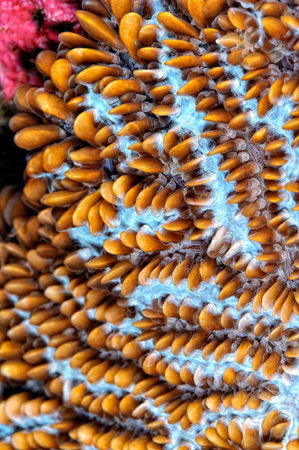 A beautiful picture of an healty coral reef