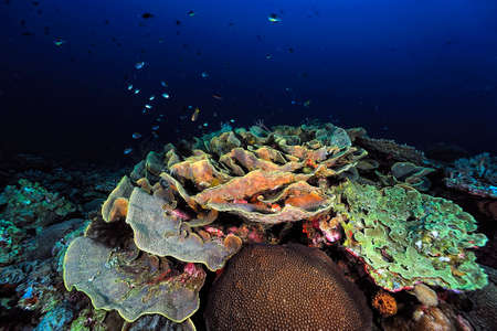 A beautiful picture of an healty coral reefの写真素材