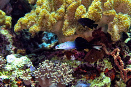 A picture of a beautiful arrow goby near the coral