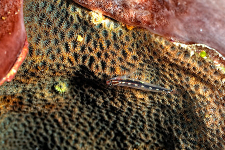A picture of a Sebree's pygmy Goby on a coral