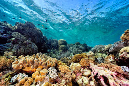 A beautiful picture of an healty coral reefの写真素材
