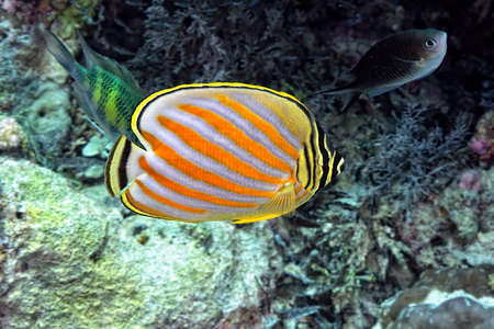 A picture of a beautiful ornate butterflyfish in the reefの写真素材