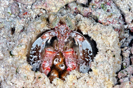 A brown giant mantis shrimp in its lairの写真素材