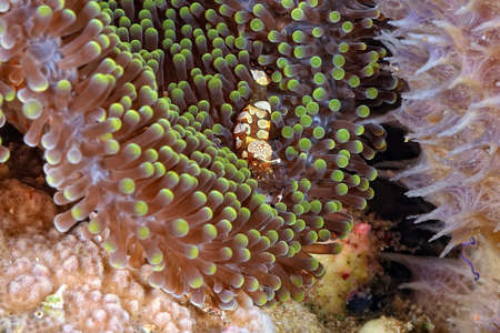 A picture of a beautiful and transparent commensal shrimpの写真素材