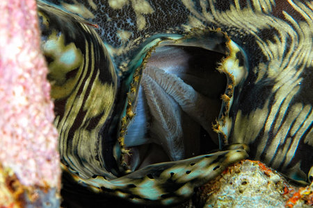 A picture of a detail of a beautiful tridacna
