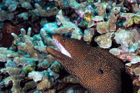 A white mouth moray coming out of its lairの写真素材