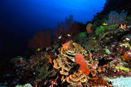 A beautiful picture of an healty coral reefの写真素材