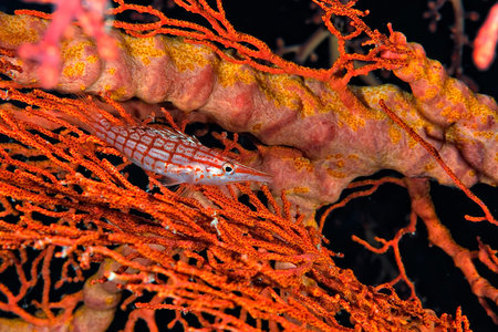 A picture of an hawkfish on the coral