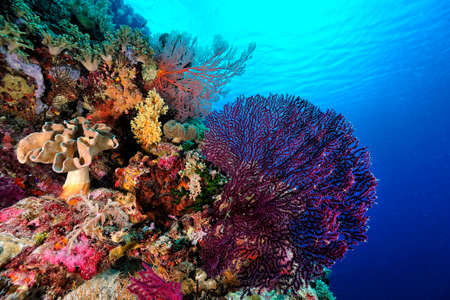 A beautiful picture of an healty coral reefの写真素材