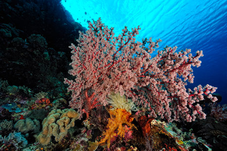 A beautiful picture of an healty coral reefの写真素材