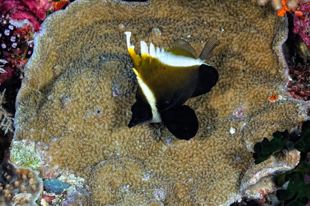 A picture of a beautiful humphead bannerfish in a sponge