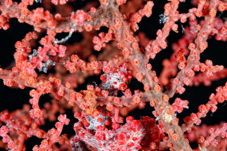 A tiny pygmy seahorse hidden in the coralの写真素材