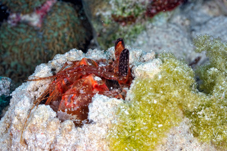 A brown giant mantis shrimp in its lairの写真素材