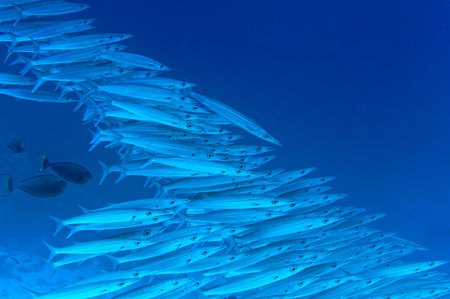 A picture of a barracuda swimming in the blue