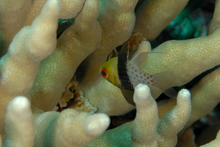 A picture of a beautiful cardinal fish