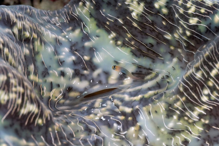 A beautiful picture of a tiny comb tooth blenny