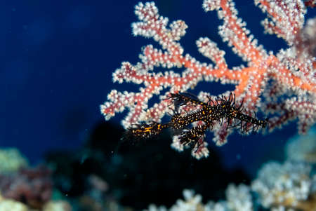 Ghost pipe fish and example of camouflageの写真素材
