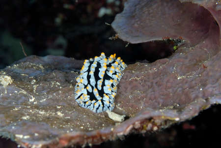 A picture of some beautiful and colored nudibranchesの写真素材