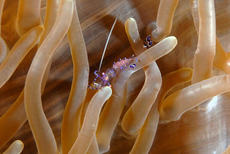 A picture of a beautiful Cleaner shrimpの写真素材