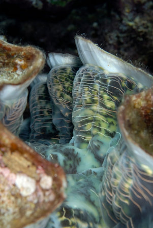 A picture of a detail of a beautiful tridacnaの写真素材